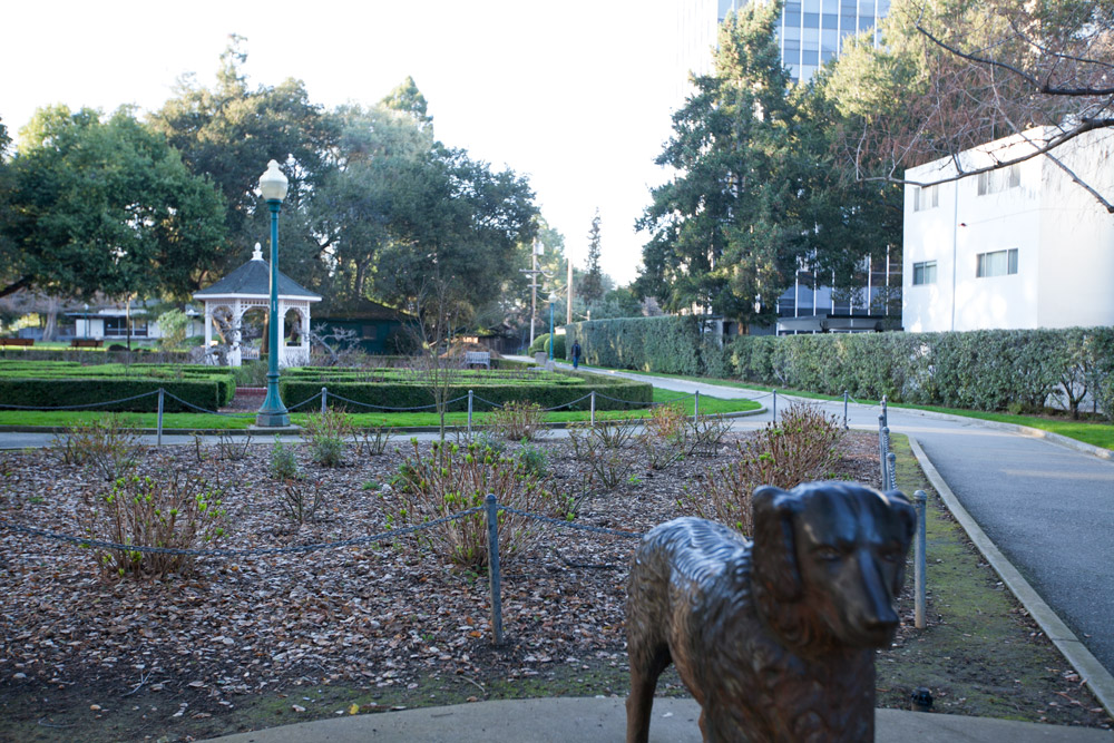 Photos of San Mateo Central Park and Teas the Season